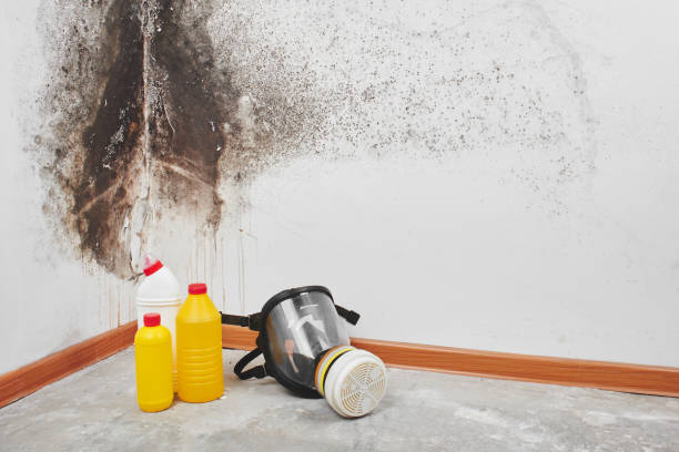 Best White Mold Remediation in Rusk, TX