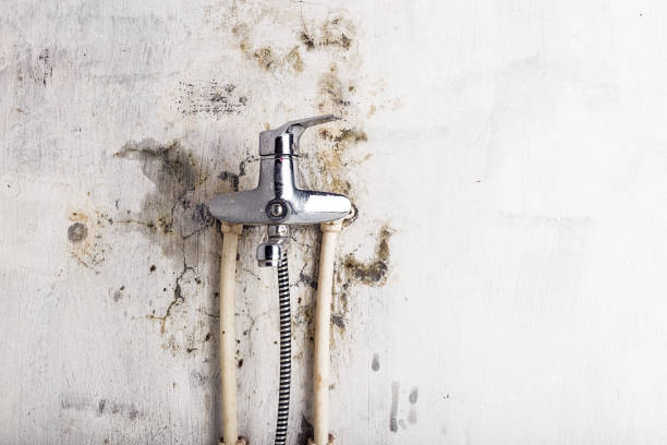 Best Kitchen Mold Remediation in Rusk, TX