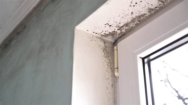 Best Residential Mold Remediation in Rusk, TX