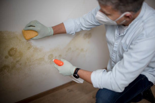 Best HVAC Mold Remediation in Rusk, TX