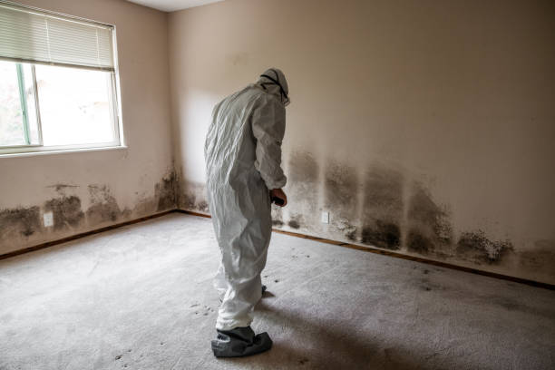 Best Industrial Mold Remediation in Rusk, TX