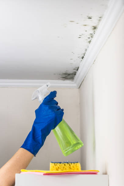 Best Emergency Mold Remediation in Rusk, TX