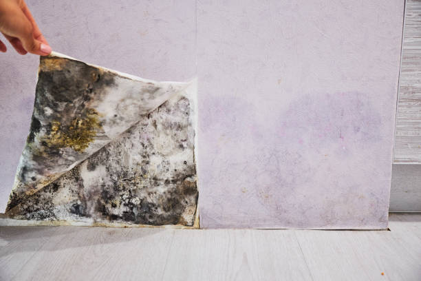 Rusk, TX Mold Remediation Company